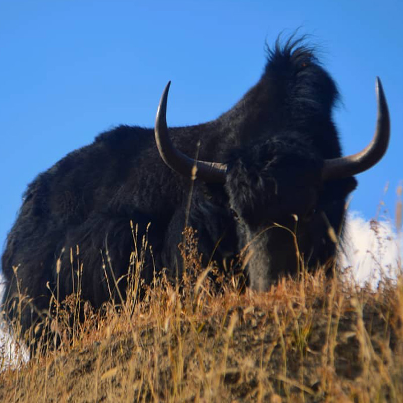 Yak in Himalaya