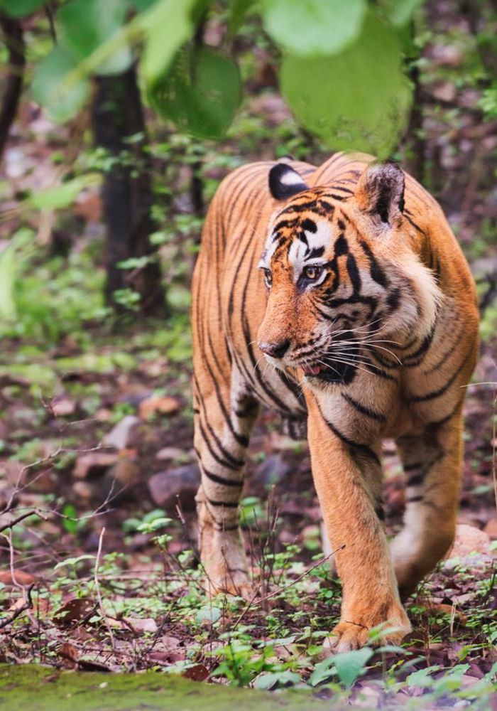 Shuklaphata National Park